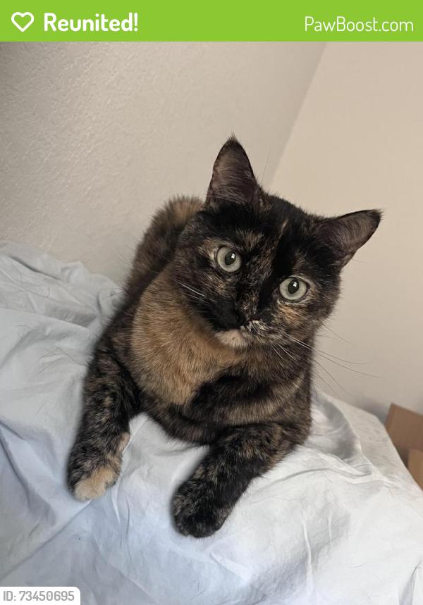 Reunited Female Cat last seen Near Adelyn Way, Pflugerville, Texas, Pflugerville, TX 78660