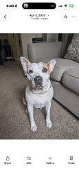 Reunited Female Dog last seen Near pampaneria dr, Conroe Texas, Conroe, TX 77301