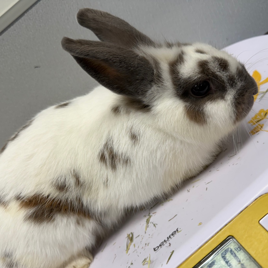 Shelter Stray Female Rabbit last seen , 3607 N Armenia Ave, Tampa, FL 33607, USA