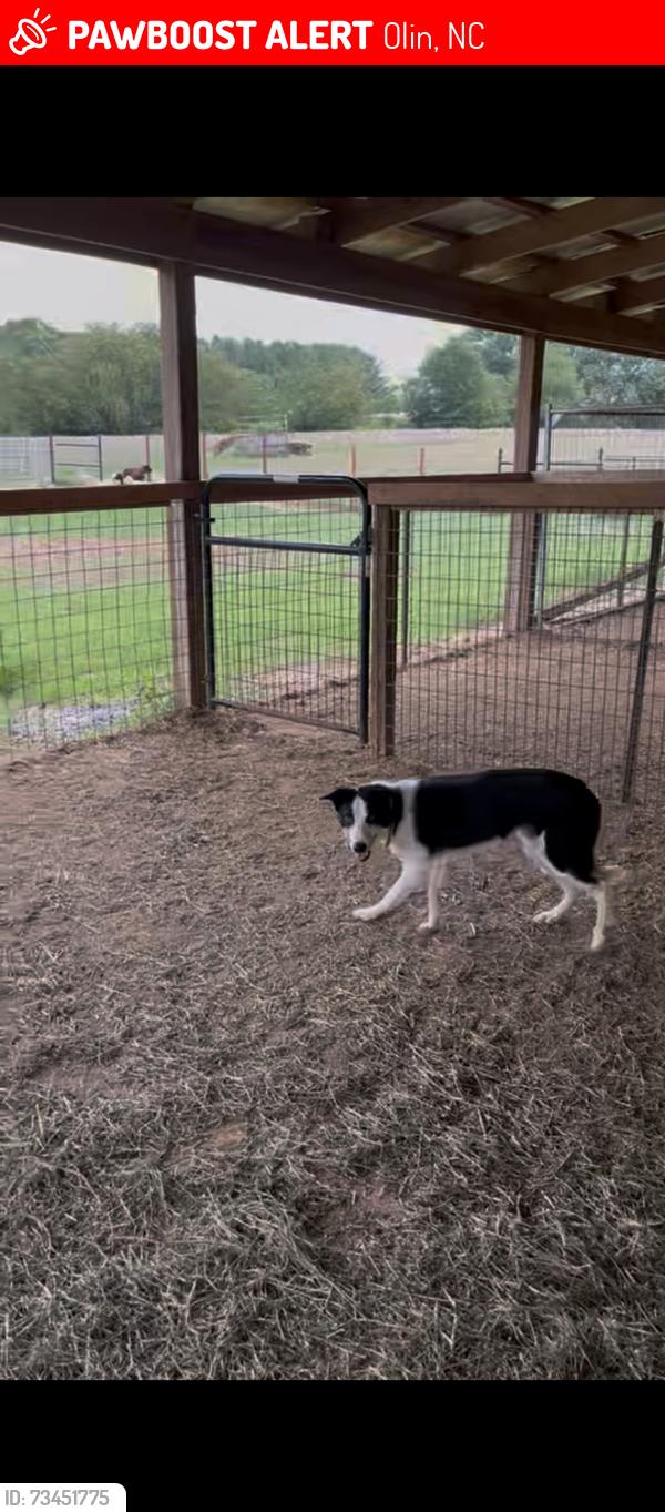 Lost Male Dog last seen Near Eupeptic springs Olin bc 28660, Olin, NC 28660
