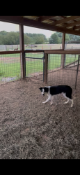 Lost Male Dog last seen Near Eupeptic springs Olin bc 28660, Olin, NC 28660