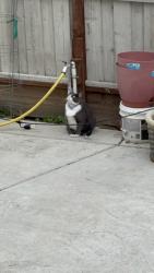 Lost Female Cat last seen Henry Barboza Park, Tracy, CA 95376