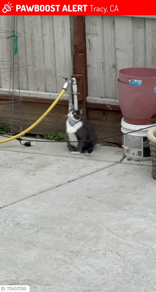 Lost Female Cat last seen Henry Barboza Park, Tracy, CA 95376