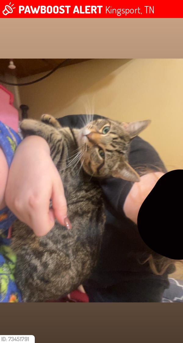 Lost Male Cat last seen It’s near wadalo gap and bloomingdale pike, Kingsport, TN 37660