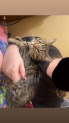 Lost Male Cat last seen It’s near wadalo gap and bloomingdale pike, Kingsport, TN 37660