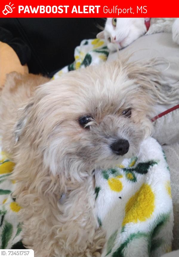 Lost Female Dog last seen Williamsburg Drive, Dedeaux Rd, Animal hosp of Orange Grove, Gulfport, MS 39503