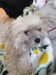 Lost Female Dog last seen Williamsburg Drive, Dedeaux Rd, Animal hosp of Orange Grove, Gulfport, MS 39503