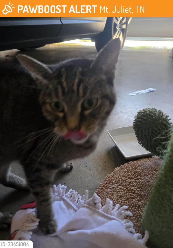 Found/Stray Unknown Cat last seen Tennypark lane, Mt. Juliet, TN 37122