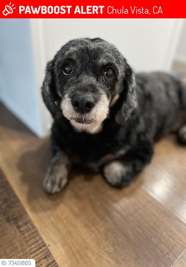 Lost Female Dog last seen Near Green River Dr, Chula Vista, CA 91915, Chula Vista, CA 91915