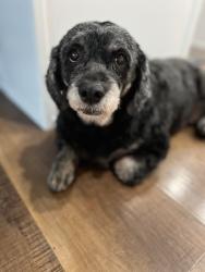 Lost Female Dog last seen Near Green River Dr, Chula Vista, CA 91915, Chula Vista, CA 91915