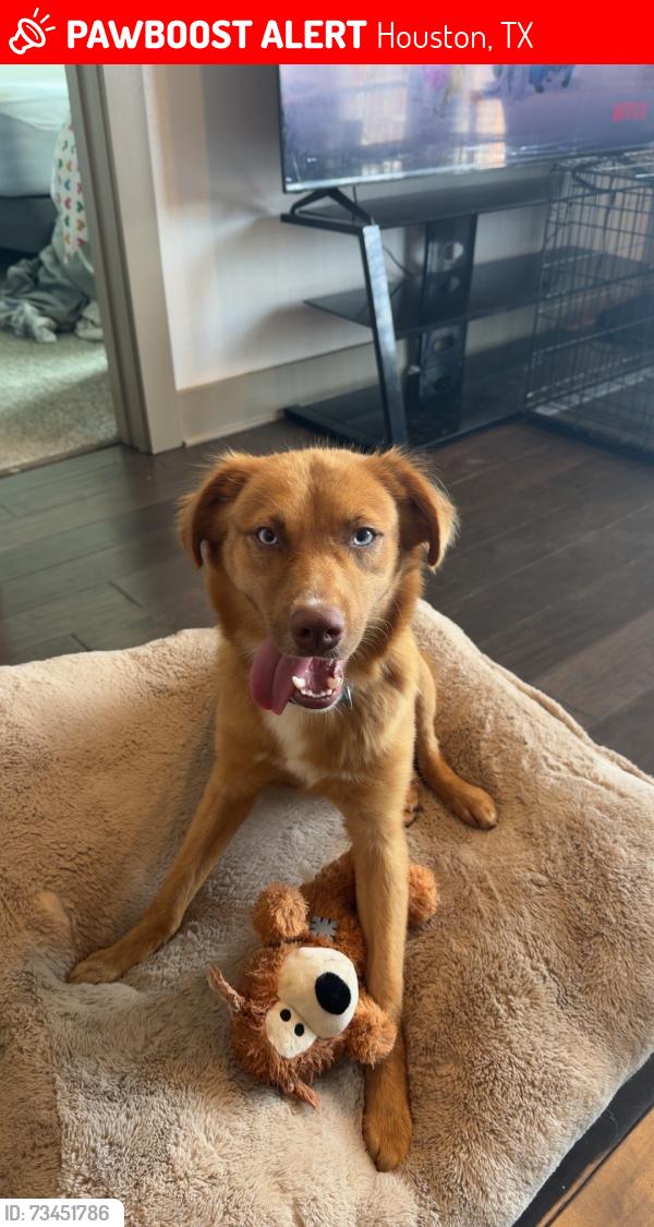 Lost Male Dog last seen Anderson and waterloo, Houston, TX 77053