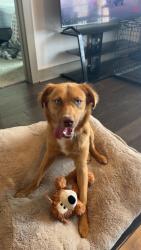 Lost Male Dog last seen Anderson and waterloo, Houston, TX 77053