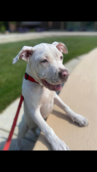 Lost Female Dog last seen Maplewood, Maplewood, MN 55119