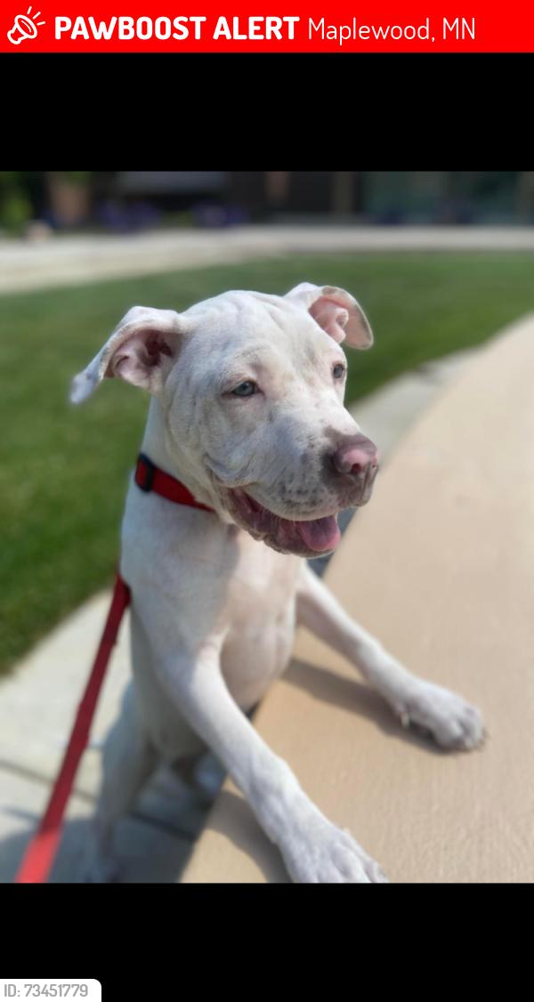 Lost Female Dog last seen Maplewood, Maplewood, MN 55119