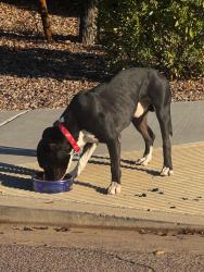 Found/Stray Male Dog last seen Encinas Ln and 81st Glen, Tolleson, AZ 85353