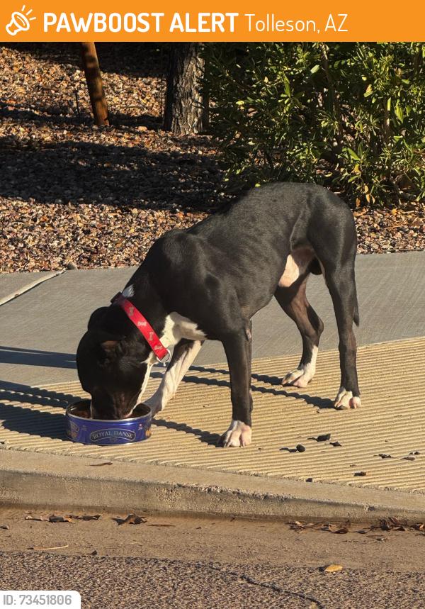 Found/Stray Male Dog last seen Encinas Ln and 81st Glen, Tolleson, AZ 85353