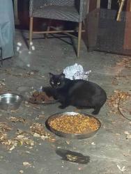 Reunited Unknown Cat last seen Cardinal Lake Cir., Duluth, GA 30096