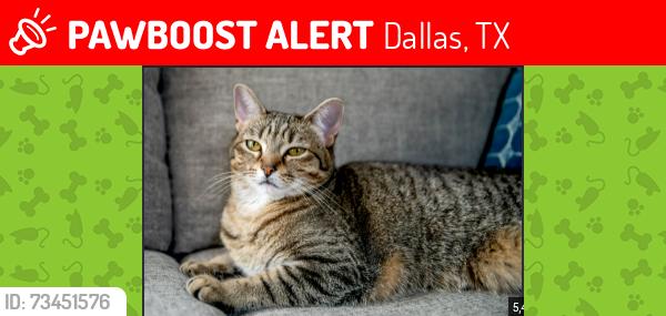 Lost Male Cat last seen family dollar, Dallas, TX 75241