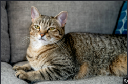Lost Male Cat last seen family dollar, Dallas, TX 75241