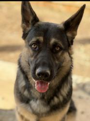 Lost Male Dog last seen Riverstone Dr, Covington GA 30014, Newton County, GA 30014