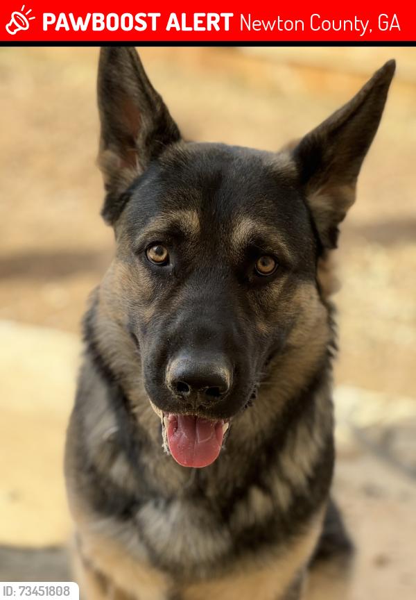 Lost Male Dog last seen Riverstone Dr, Covington GA 30014, Newton County, GA 30014