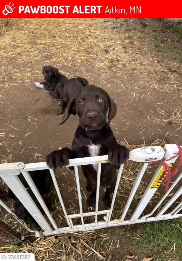 Lost Male Dog last seen State Highway 18 and 385th Ave, Aitkin, MN 56431