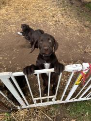 Lost Male Dog last seen State Highway 18 and 385th Ave, Aitkin, MN 56431