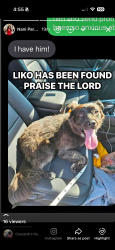 Reunited Male Dog last seen Near Narragansett Ct. VB VA 23462, Virginia Beach, VA 23462