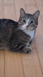 Lost Male Cat last seen Schroeder rd, Madison wi, Madison, WI 53711