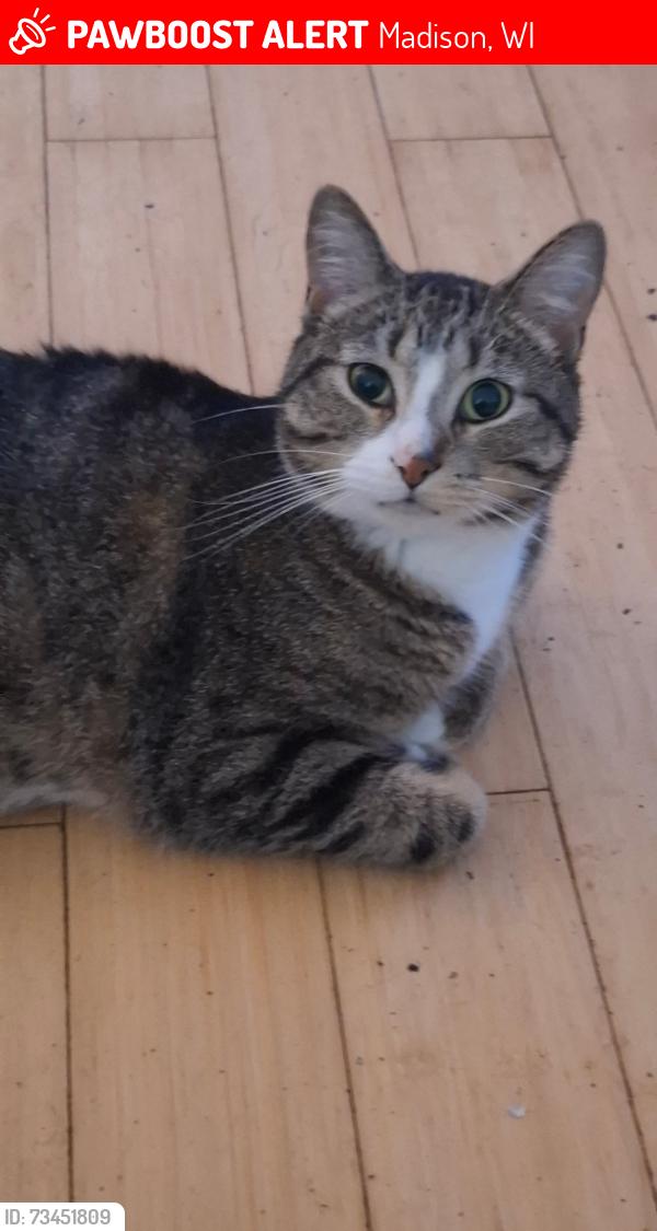 Lost Male Cat last seen Schroeder rd, Madison wi, Madison, WI 53711