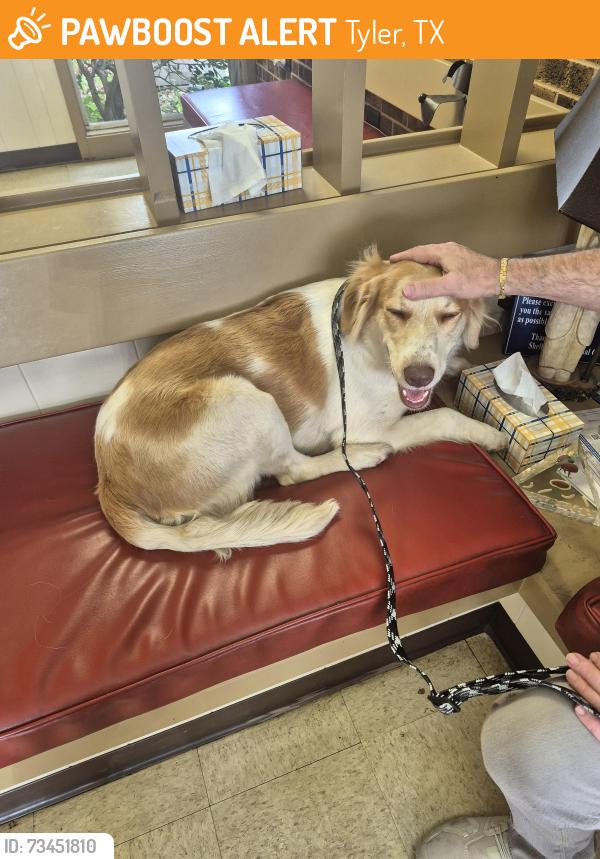 Found/Stray Female Dog last seen Tobacco junction, Tyler, TX 75702