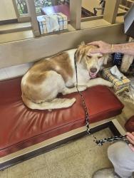 Found/Stray Female Dog last seen Tobacco junction, Tyler, TX 75702
