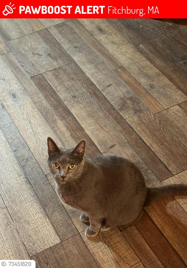 Lost Male Cat last seen Rainville avenue and Elizabeth street fitchburg ma, Fitchburg, MA 01420