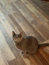 Lost Male Cat last seen Rainville avenue and Elizabeth street fitchburg ma, Fitchburg, MA 01420