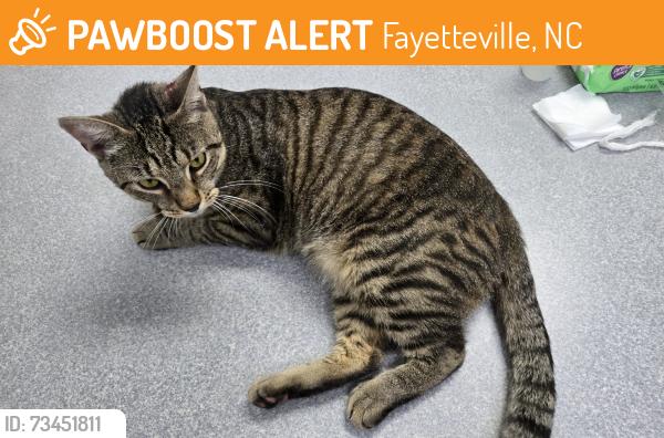 Found/Stray Male Cat last seen Candlewood Dr., Fayetteville, NC 28314