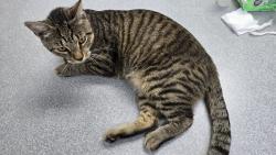 Found/Stray Male Cat last seen Candlewood Dr., Fayetteville, NC 28314