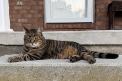 Lost Male Cat last seen Filbert St, Bletner Ave, Hanover, PA 17331