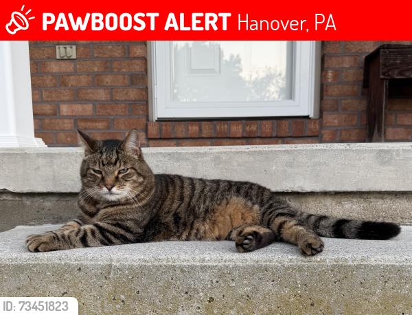 Lost Male Cat last seen Filbert St, Bletner Ave, Hanover, PA 17331