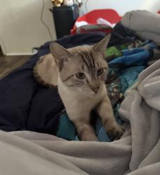 Lost Male Cat last seen Chisholm Trail waxahachie, E Haven Rd waxahachie, Lakewood dr waxahachie, Waxahachie, TX 75167