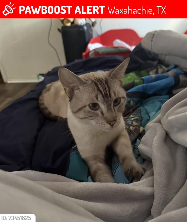 Lost Male Cat last seen Chisholm Trail waxahachie, E Haven Rd waxahachie, Lakewood dr waxahachie, Waxahachie, TX 75167