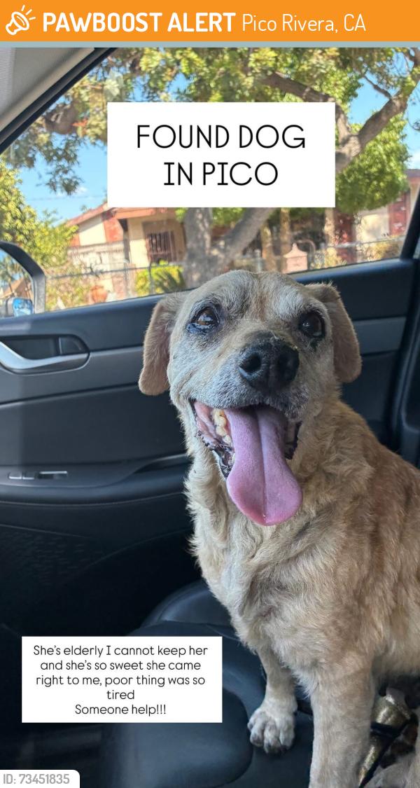 Found/Stray Female Dog last seen Passons PICO RIVERA CA, Pico Rivera, CA 90660