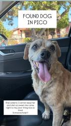 Found/Stray Female Dog last seen Passons PICO RIVERA CA, Pico Rivera, CA 90660