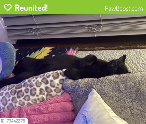 Reunited Male Cat last seen 91st austin, Oak Lawn, IL 60453