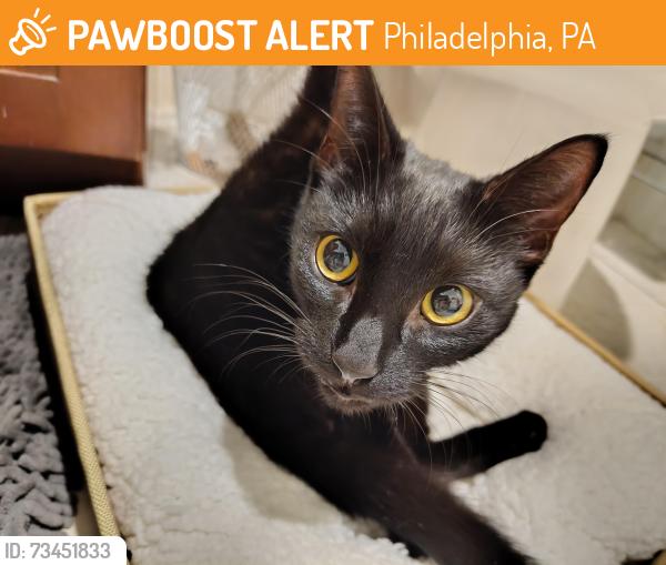 Found/Stray Unknown Cat last seen Rosevelt Blvd near the Pep Boys, Philadelphia, PA 19124