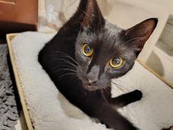 Found/Stray Unknown Cat last seen Rosevelt Blvd near the Pep Boys, Philadelphia, PA 19124