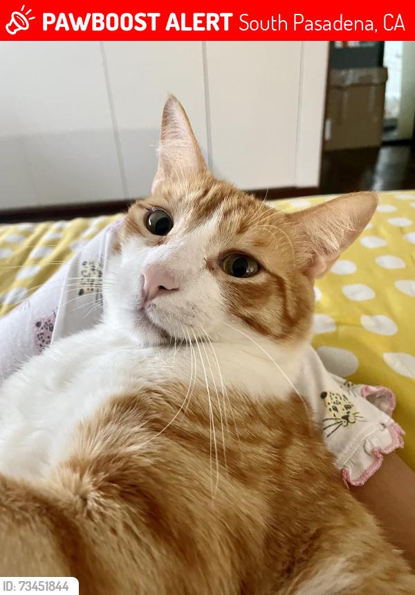 Lost Male Cat last seen Near garfield park, South Pasadena, CA 91030