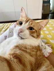 Lost Male Cat last seen Near garfield park, South Pasadena, CA 91030