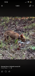 Found/Stray Unknown Dog last seen Kendell town road in ferguson 1 mile from caldwell co, Caldwell County, NC 28645