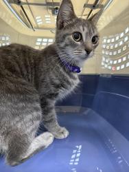 Found/Stray Female Cat last seen bethel rd exit off 315 n, Columbus, OH 43220