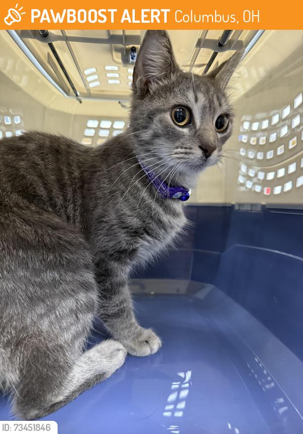 Found/Stray Female Cat last seen bethel rd exit off 315 n, Columbus, OH 43220